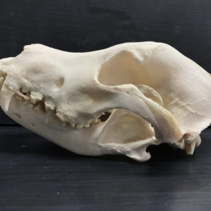 Cocker spaniel outlet skull